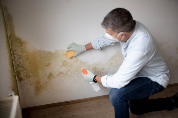 Best Environmental Consulting for Mold Prevention  in Downey, CA